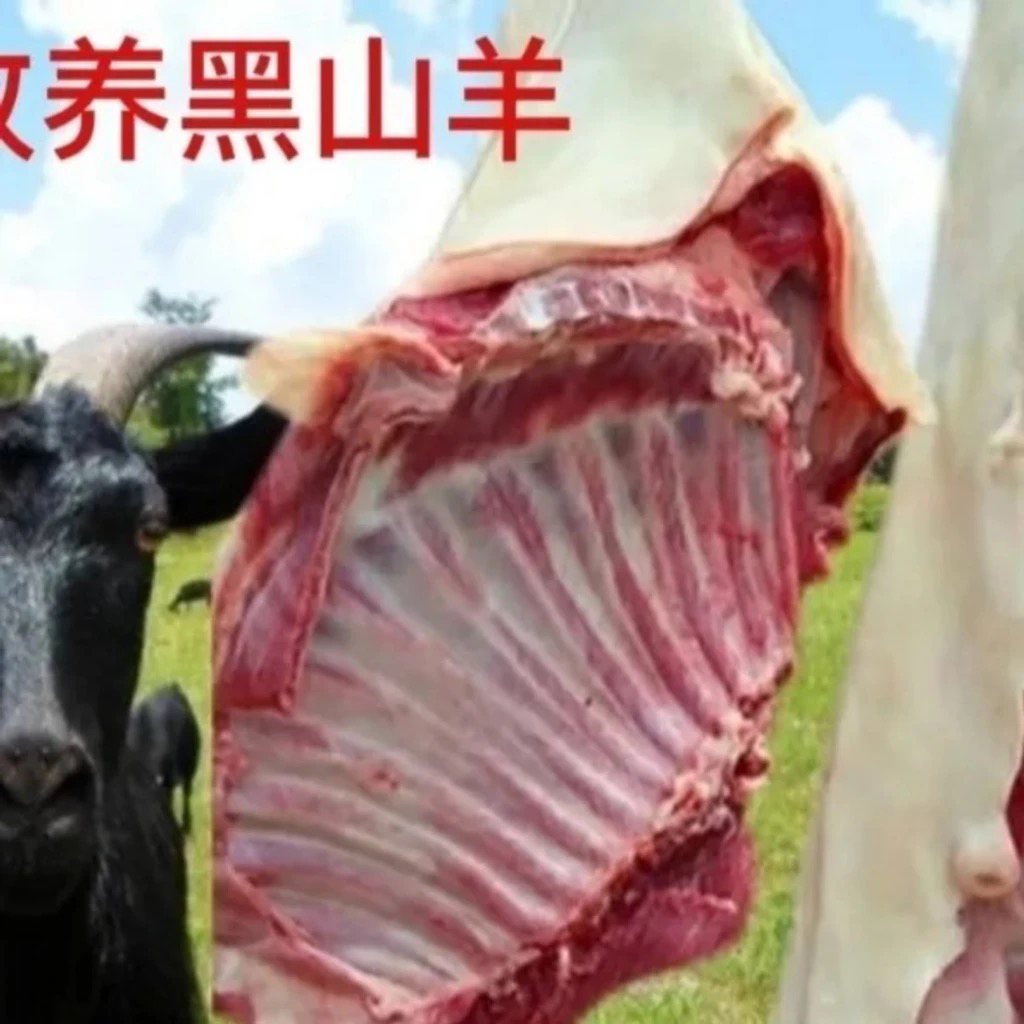 [直播现场称重]百草黑山羊现宰顺丰包邮