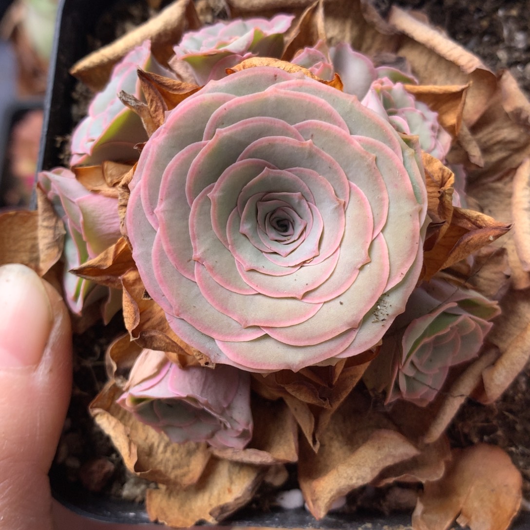 朱***朱一物一拍星辰雪霁210