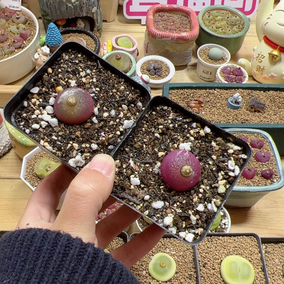 【闪购商品】273 灯泡x2