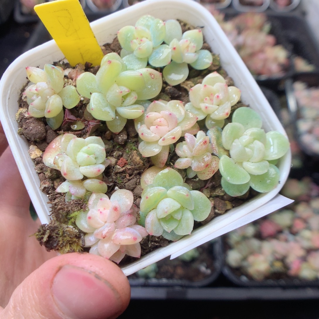 无花朵E104。星辰珍妮yyyyy