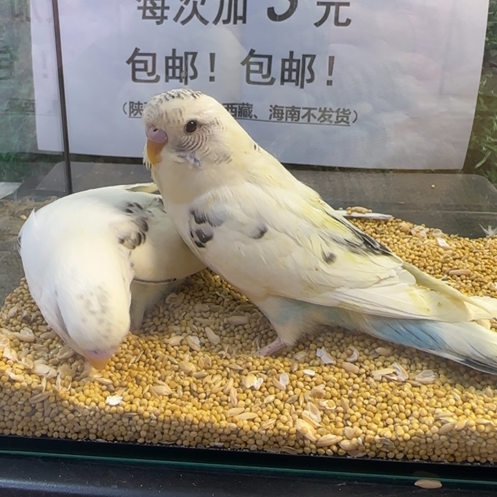 虎皮鹦鹉大头虎皮鹦鹉