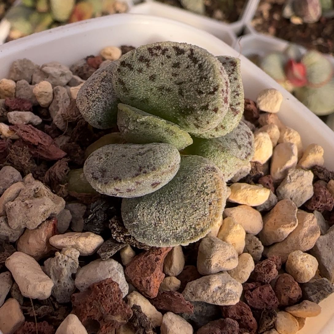 银肌花蛋多肉植物