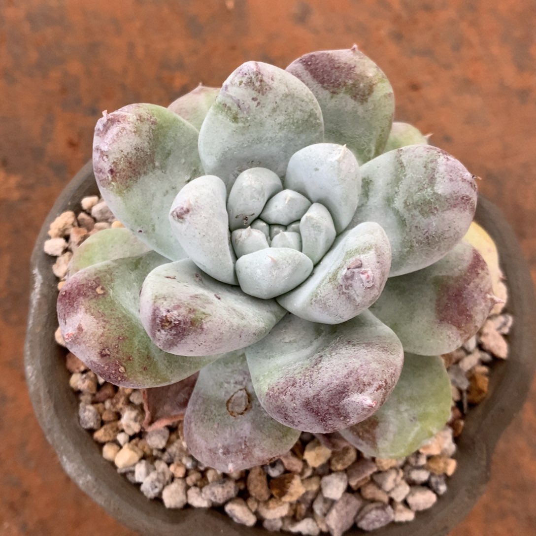 拇指，2月8日发货