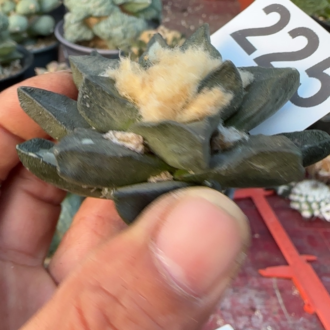 无花朵特大尤龙角开根了225