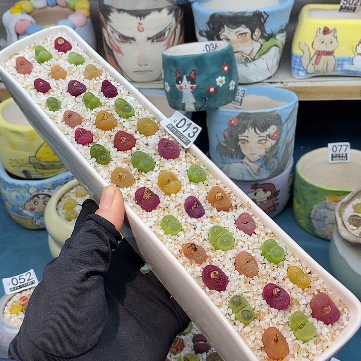 大舅生石花肉锥多肉013