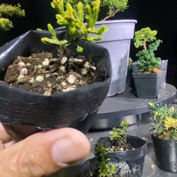 平***！无花朵123456789987654