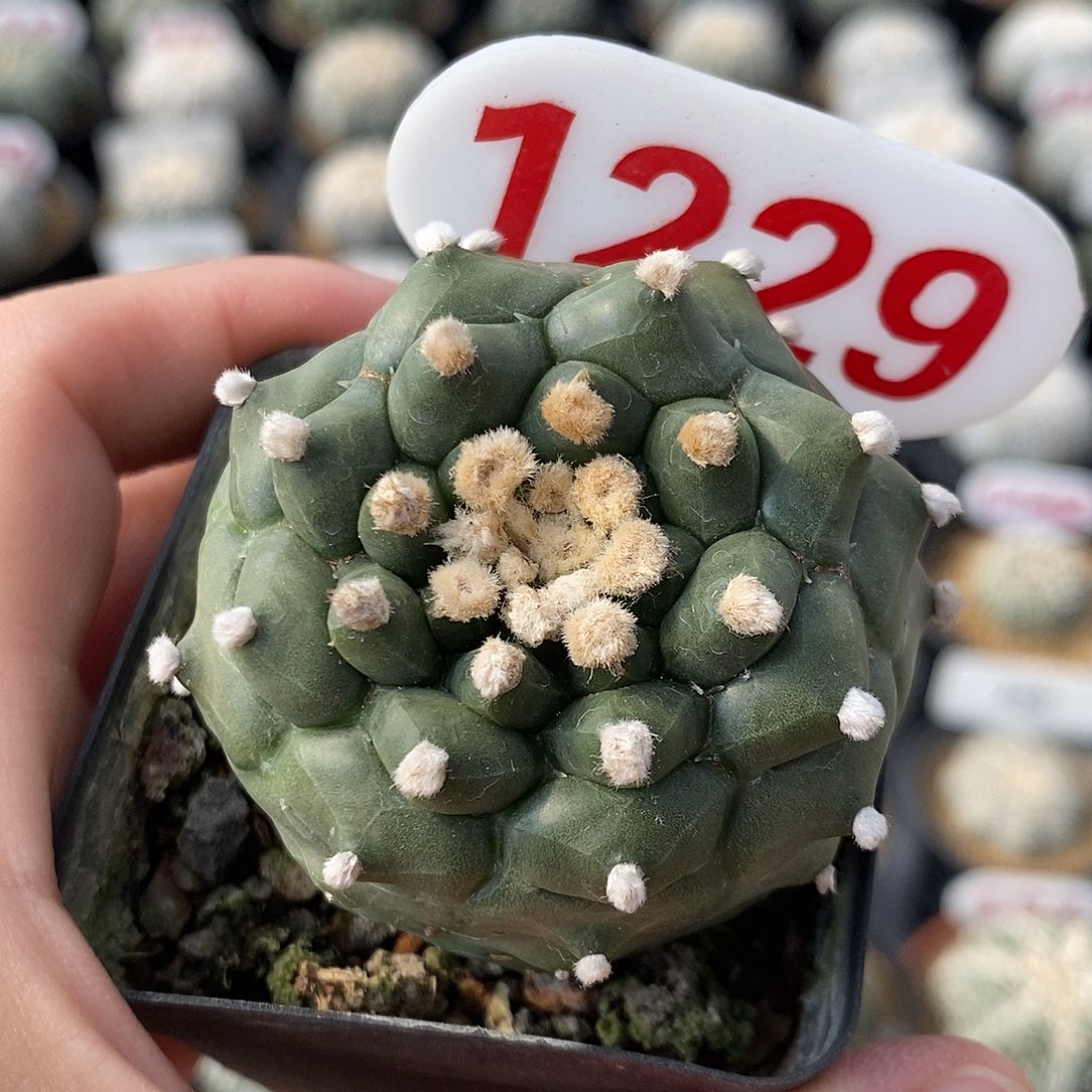 1229龟甲兜系列福利