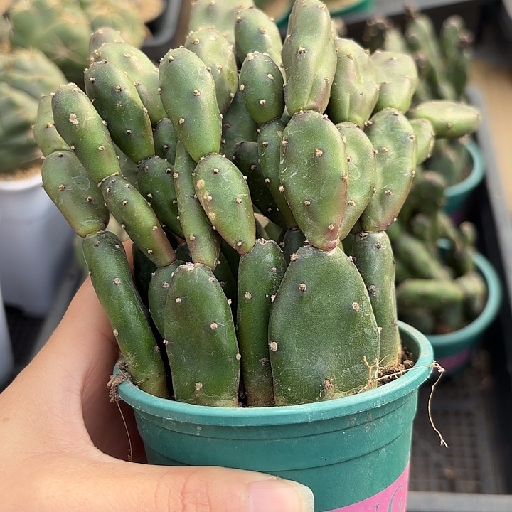 小土人团扇加仑盆随机一盆