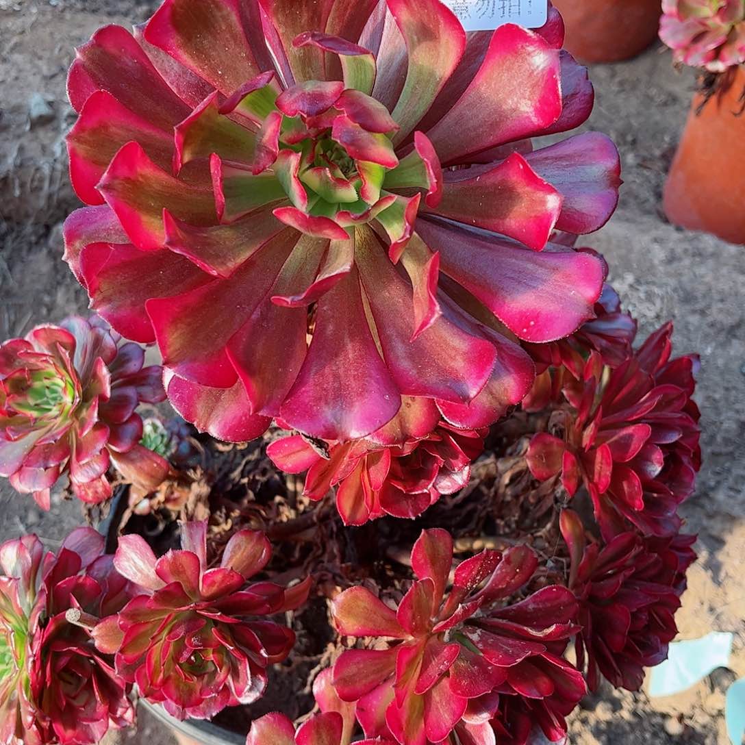 无花朵多肉植物218