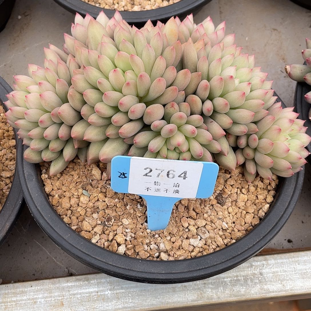 蓝***云岩字多肉精控群2764号