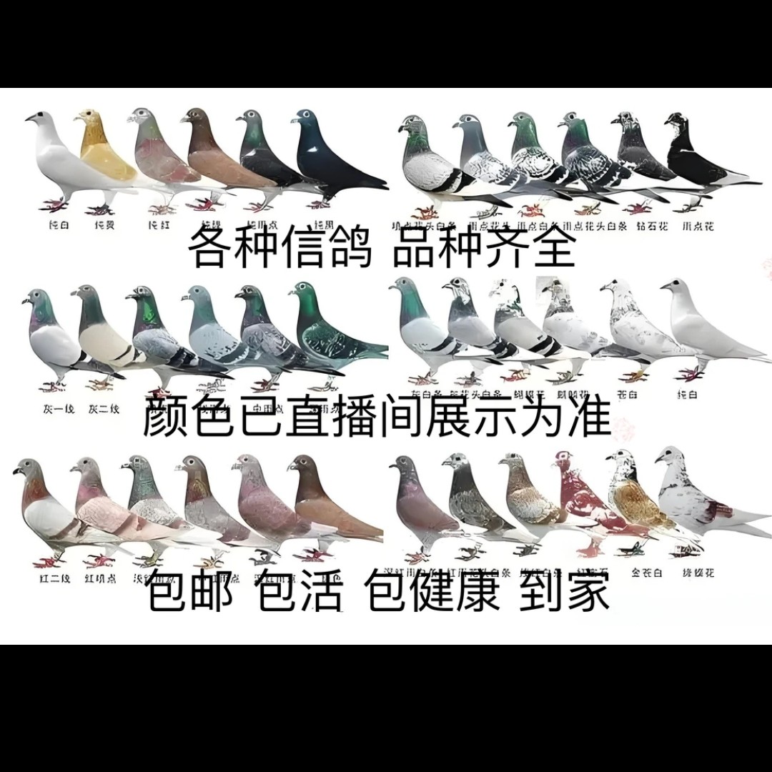 信鸽赛鸽种鸽饲养优质一只