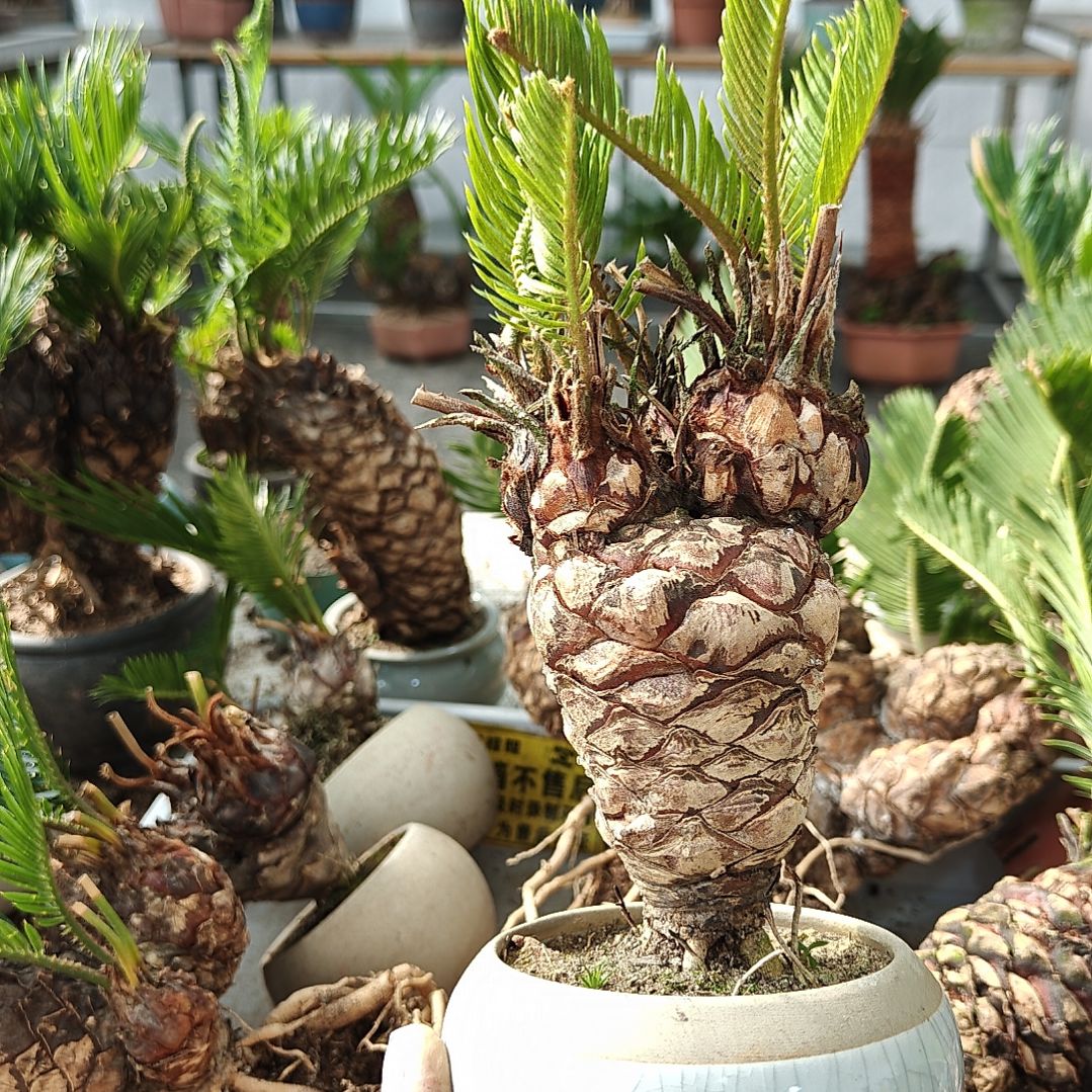 无花朵白鳞铁盆景基地价