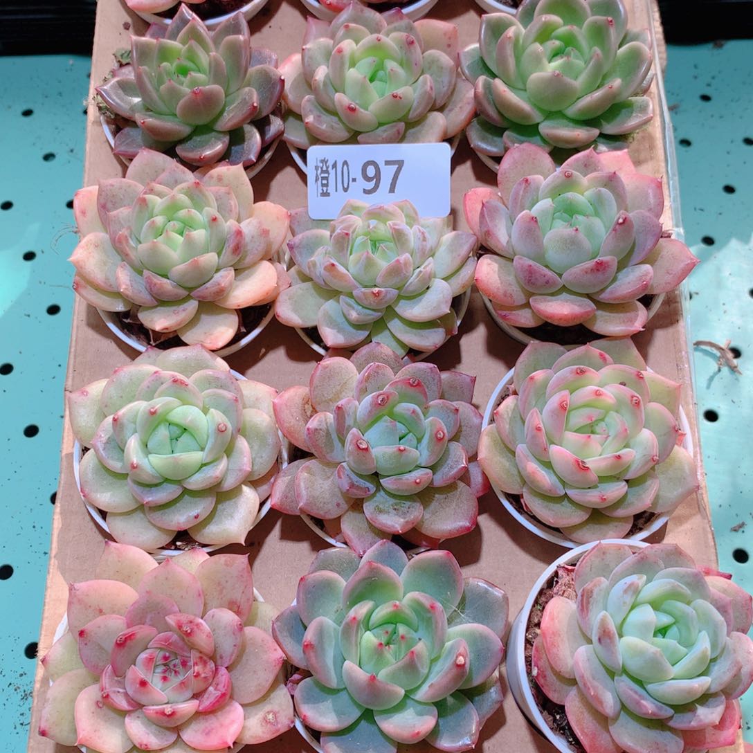 10-97一物一拍多肉带盆18颗