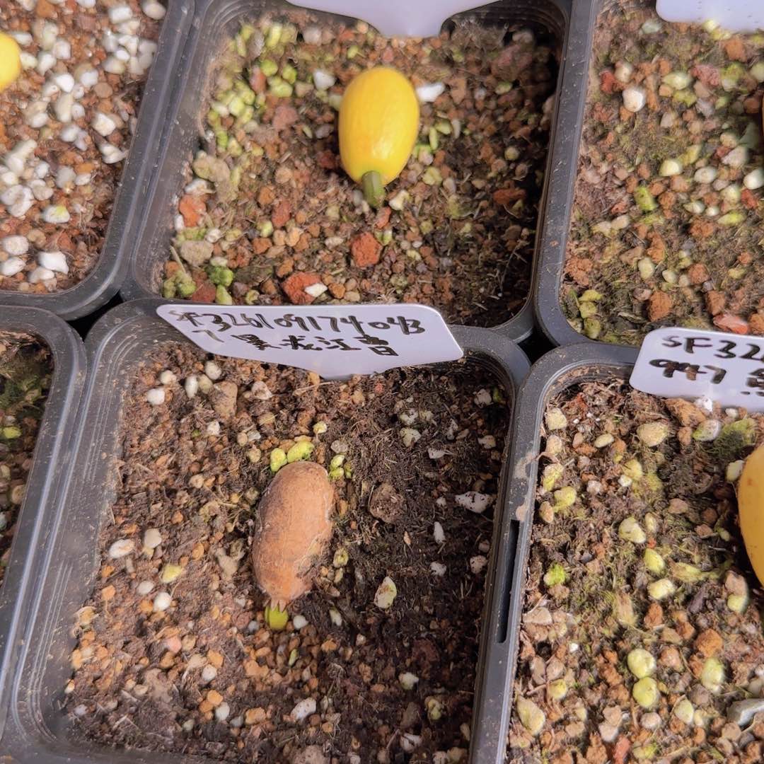 块根植物块根植物