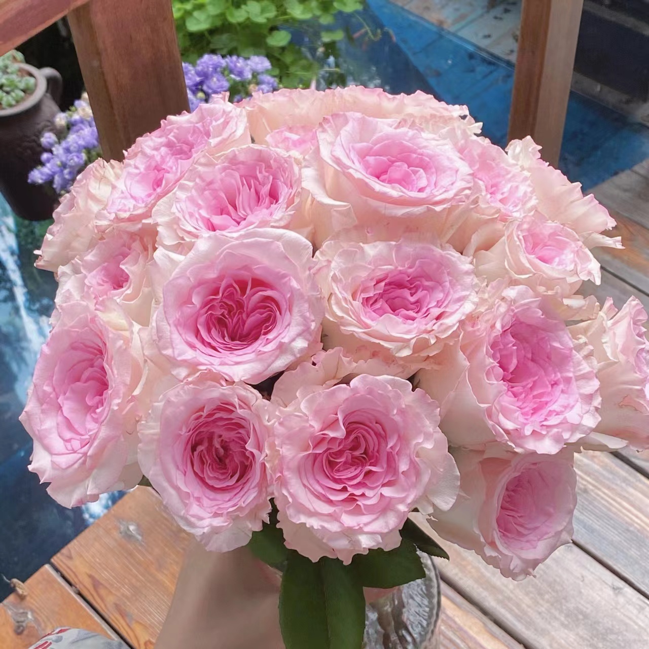 【洛神玫瑰】鲜花 鲜切花 盆栽 云南基地直发