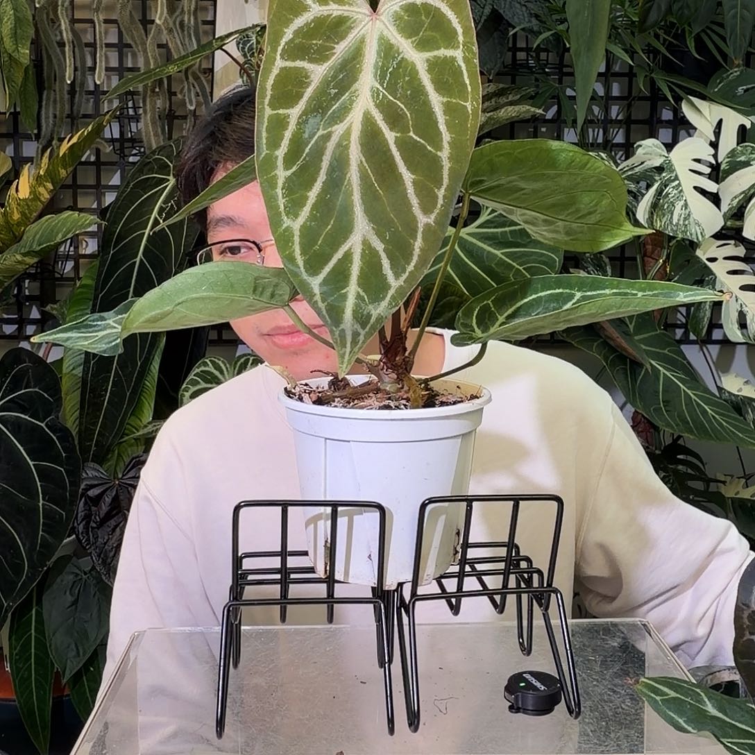 完全开放F182 大风车