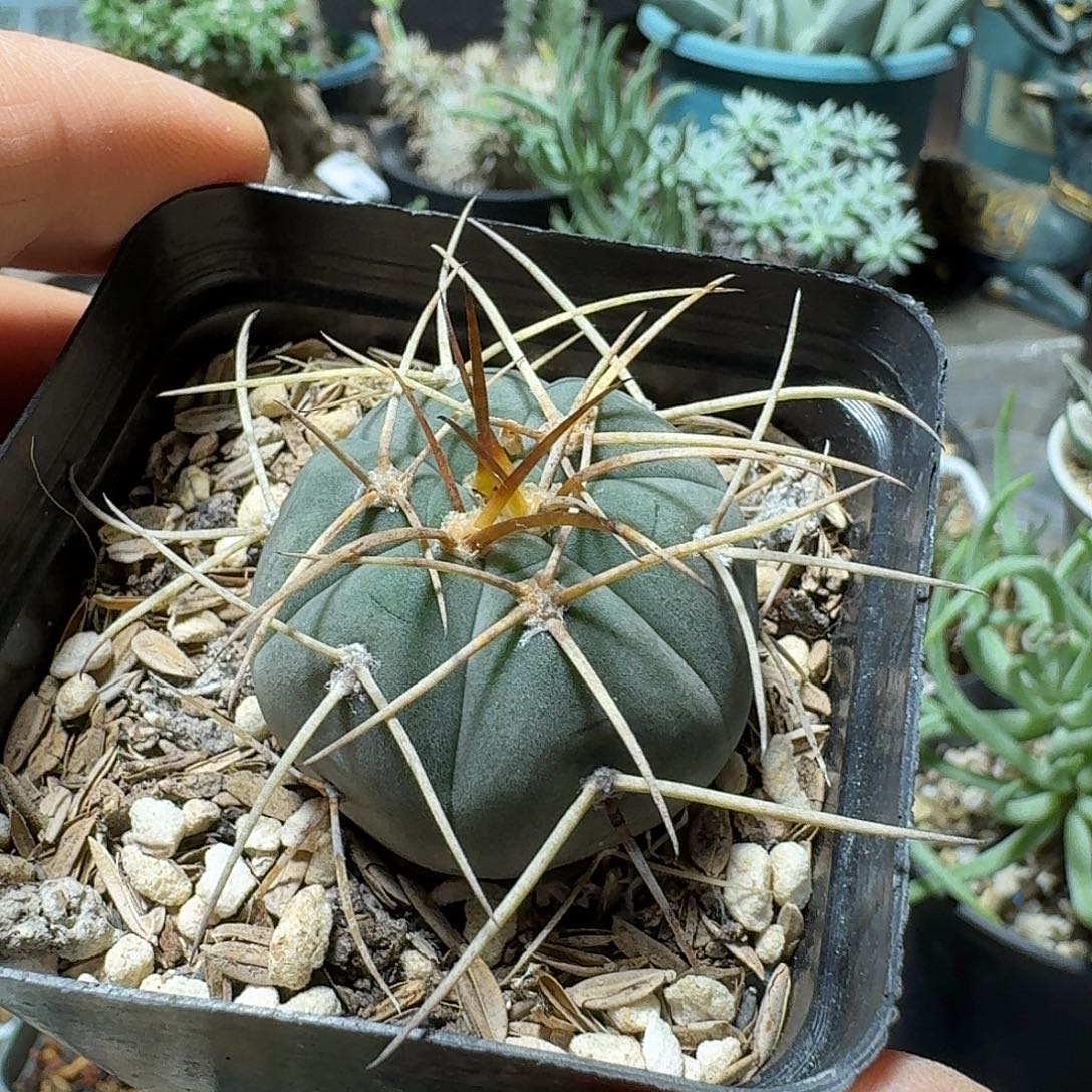 650光琳玉脱土发货