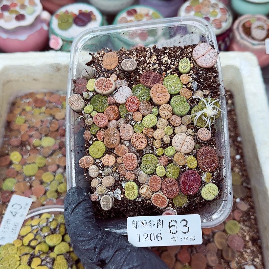 生石花满18包邮1206-63