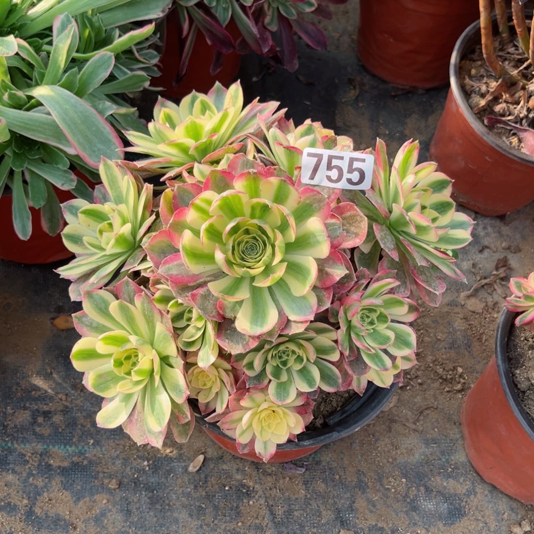 755海王多肉法师