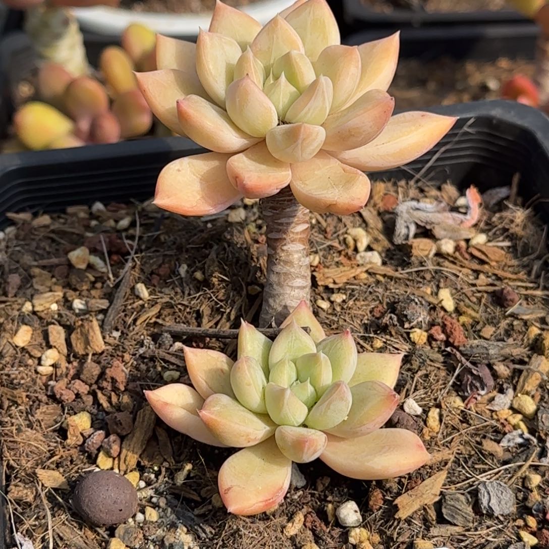 651号一物一拍一物一拍