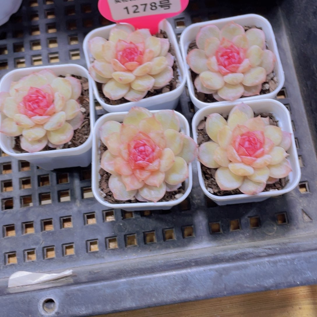 1278号 粉雾琉璃珍妮单头一个