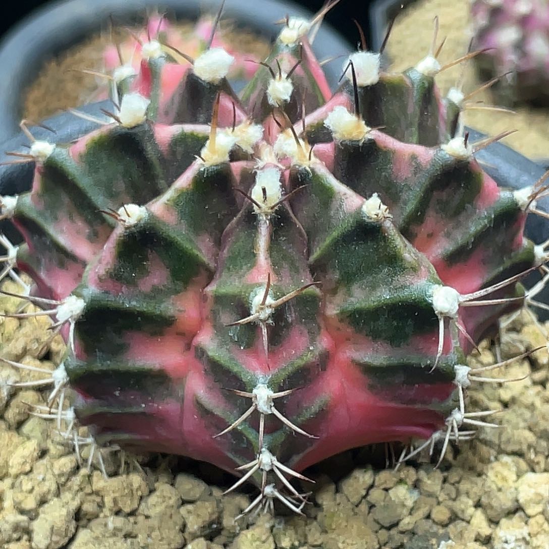 泰系实生，臀锦棱背锦