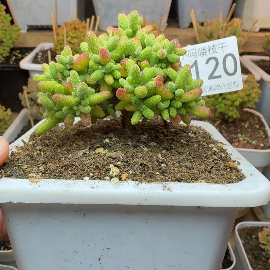 A120枝干蜜橘糖球