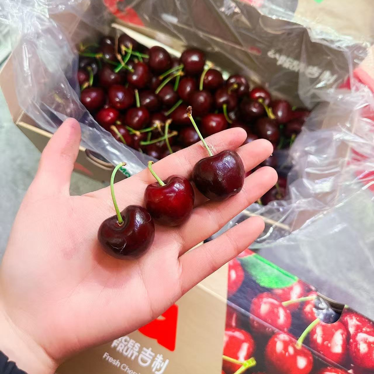 单JD车厘子 500克 海运内附果径卡