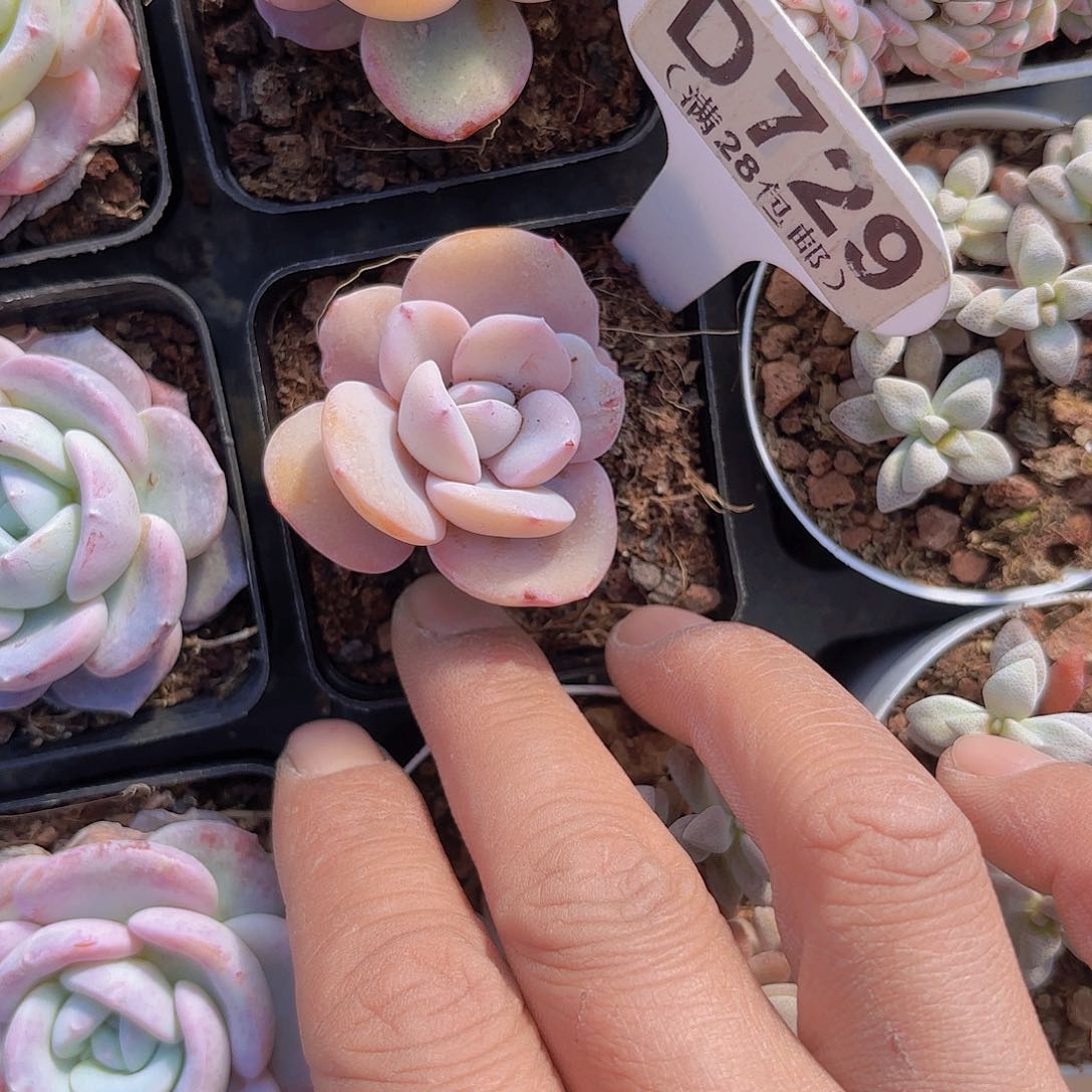 D729奶茶一物一拍