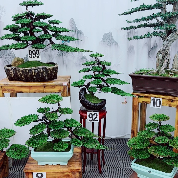 无花朵松柏盆景一物一拍