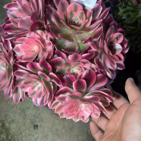 女巫多肉多肉4123