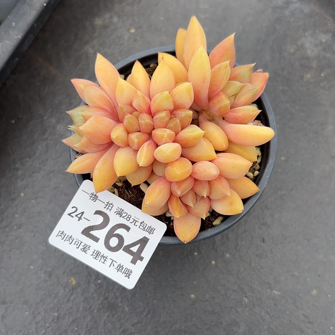 红象牙无盆发货多肉无盆土发货