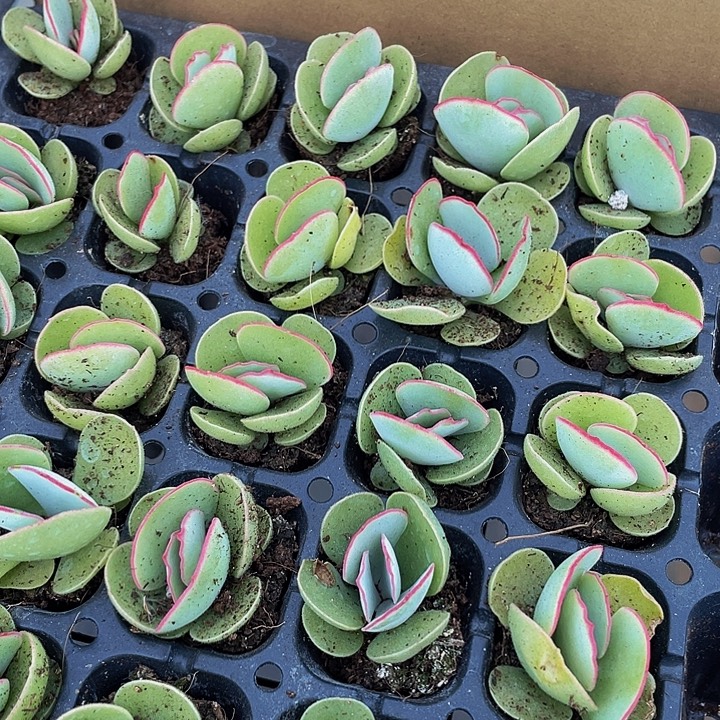 小白眉1元带土发过