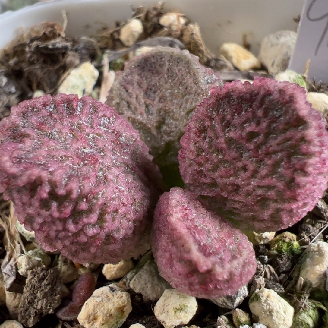 w粉色系冰晶纹路款实生新品