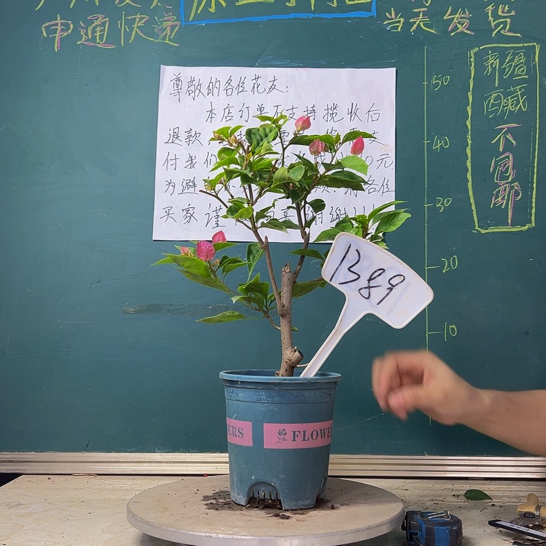 当前无花栽培后可以开花漳红樱 1389