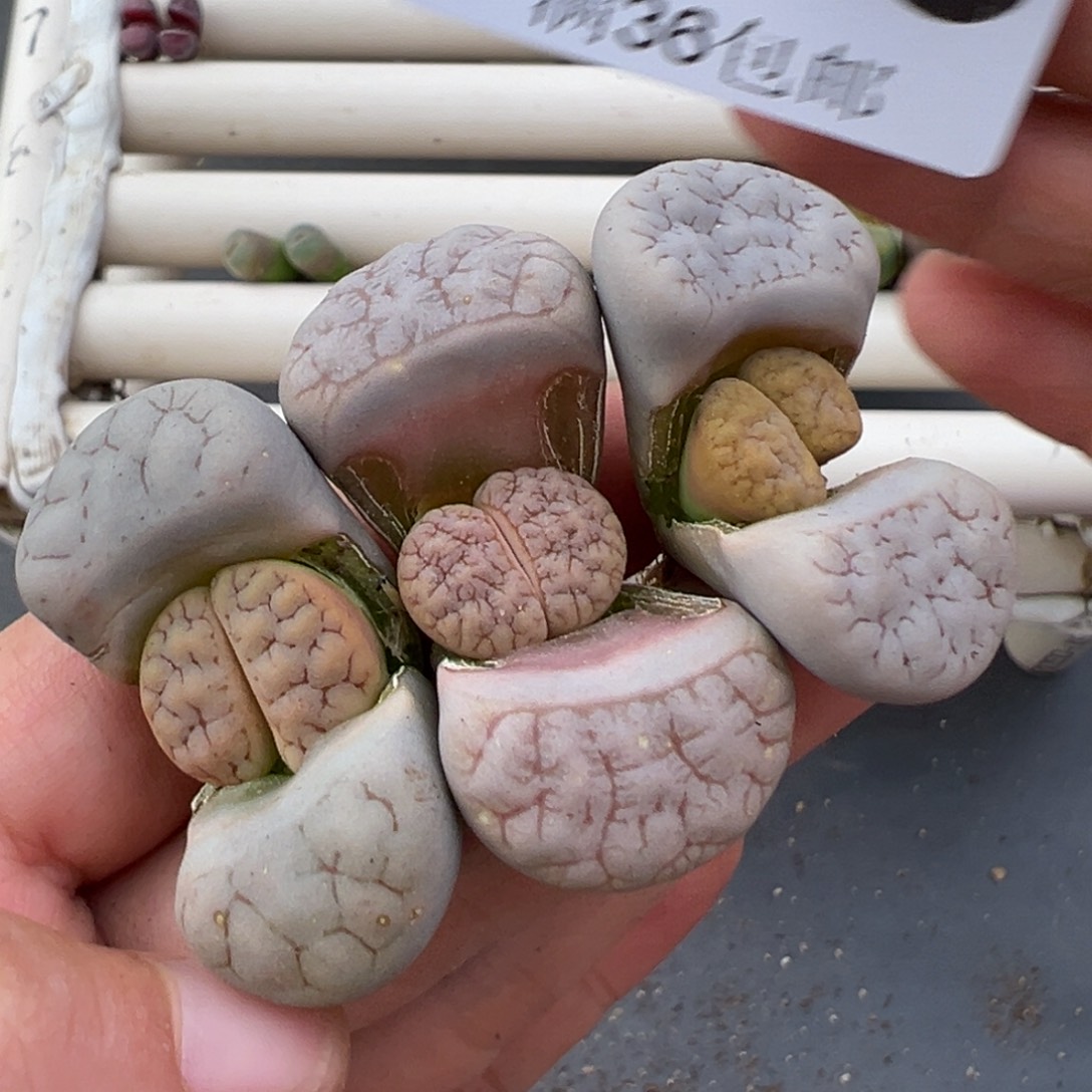 1.1好看的多肉脱土发货136