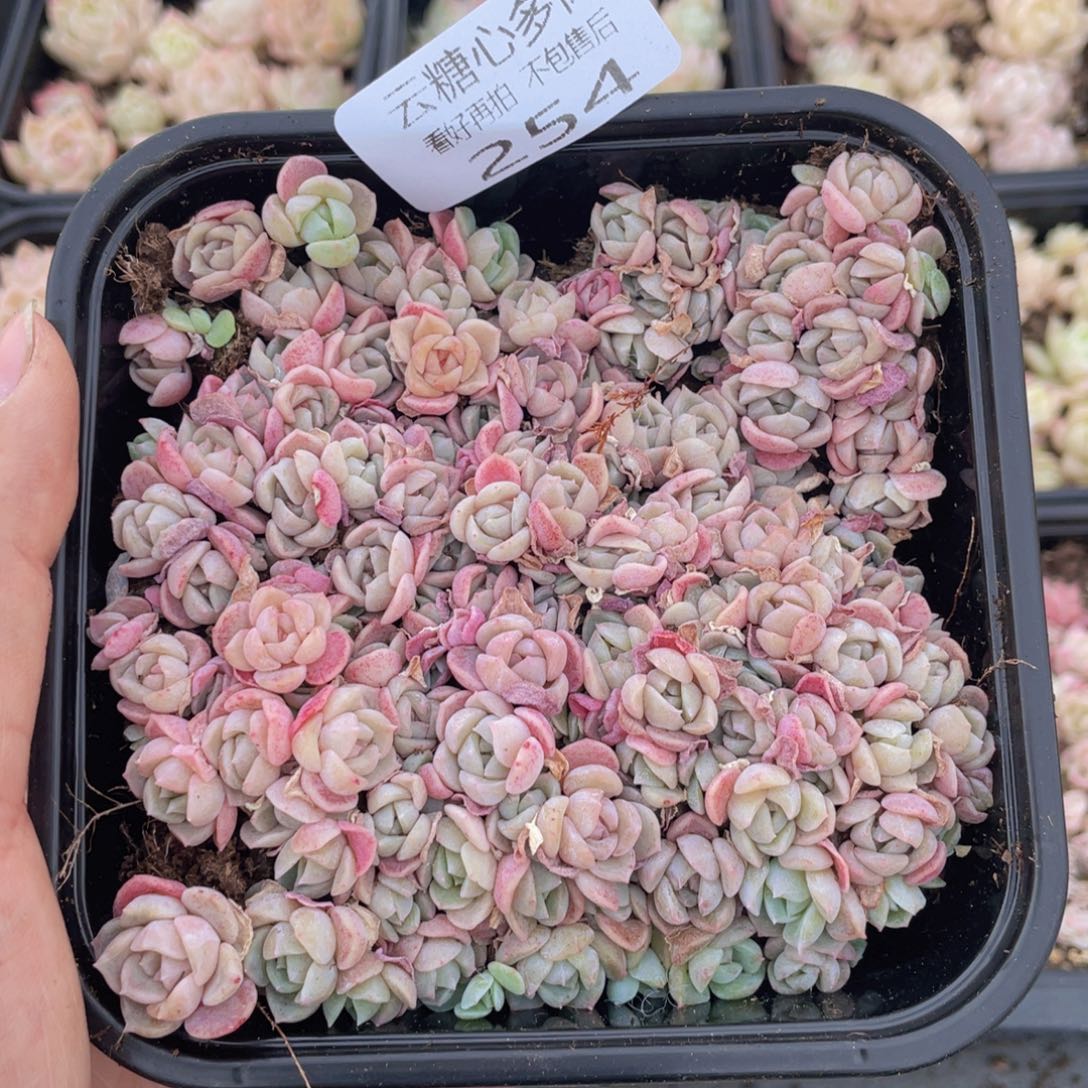 云糖心多肉植物254