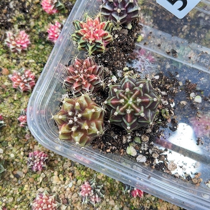 冰***糖当前无花朵，栽培后可花朵532