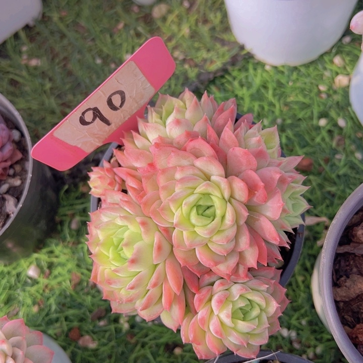 健健康康平平安安