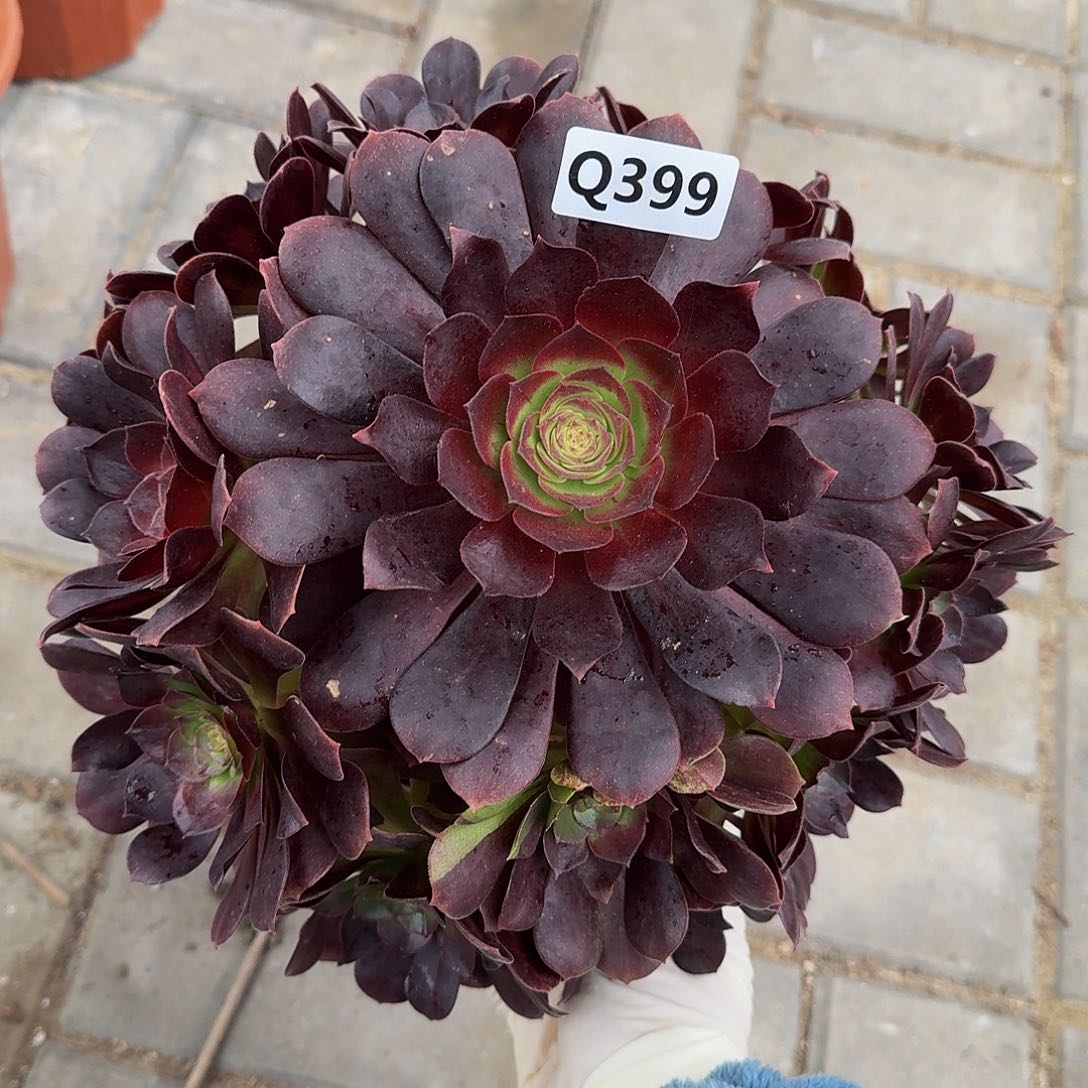 399赤焰连44冠服24.5左右