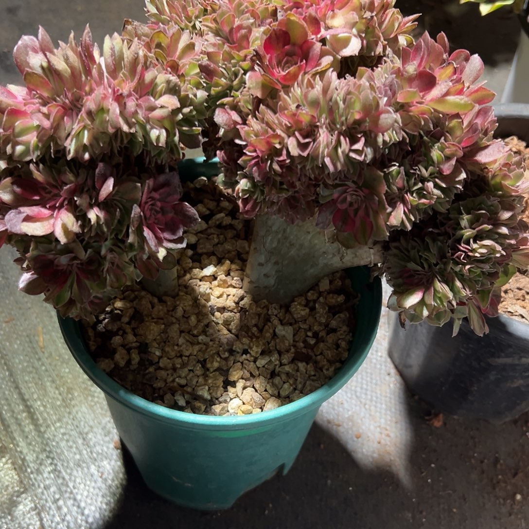 万圣节白锦老桩厚板