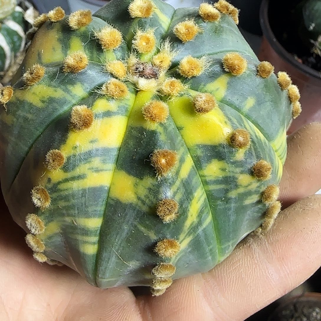 兜锦916仙人球开花