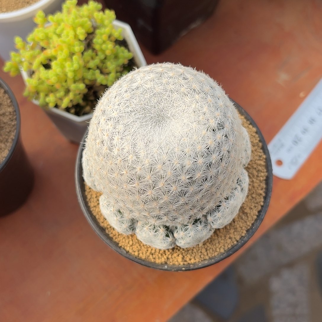 2****大春星仙人球开花好看