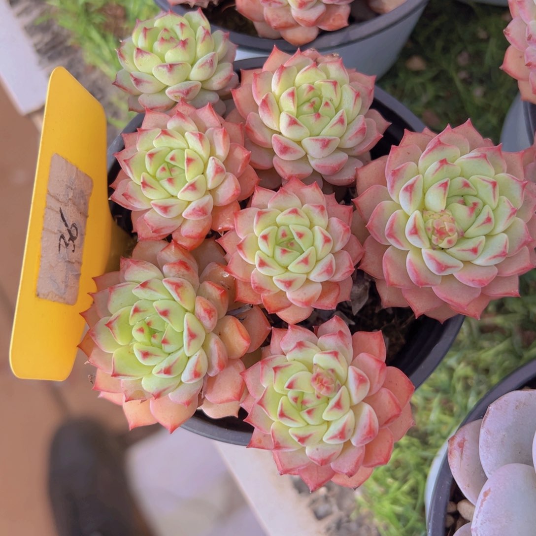 香玉的故事是一个人的故事吗