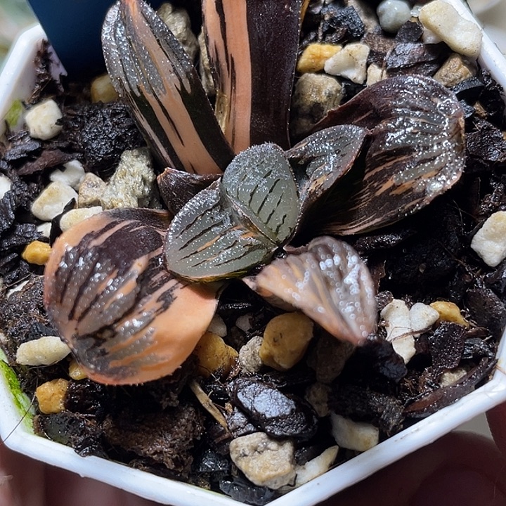 525夜想锦福利一物