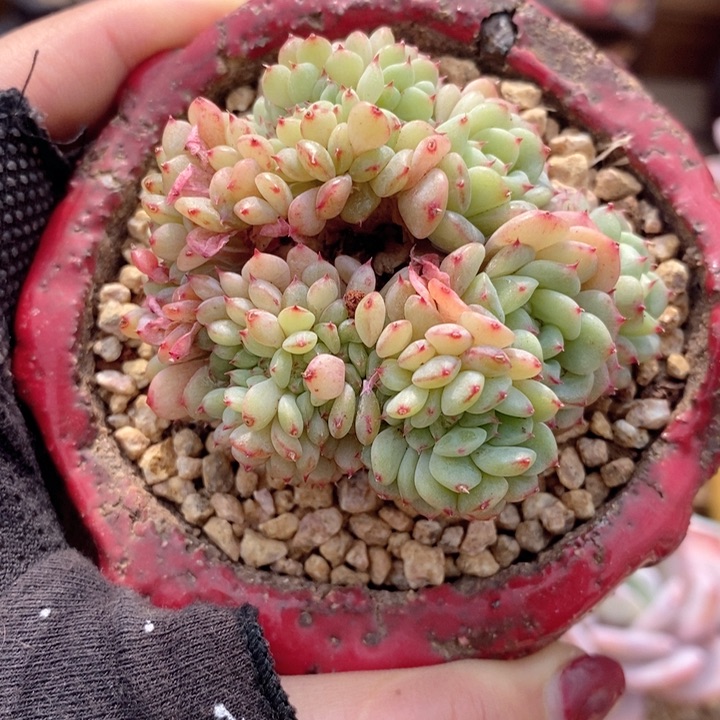 白胖子缀 h h j p 666