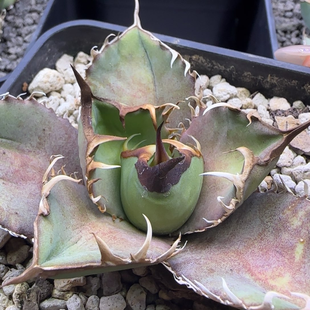 实生4啦啦啦啦啦啦啦