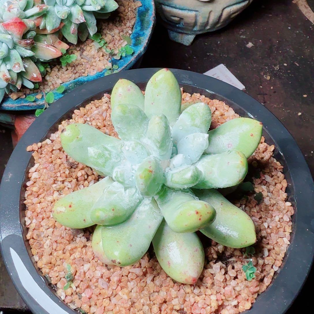 9541拇指仙女杯多肉