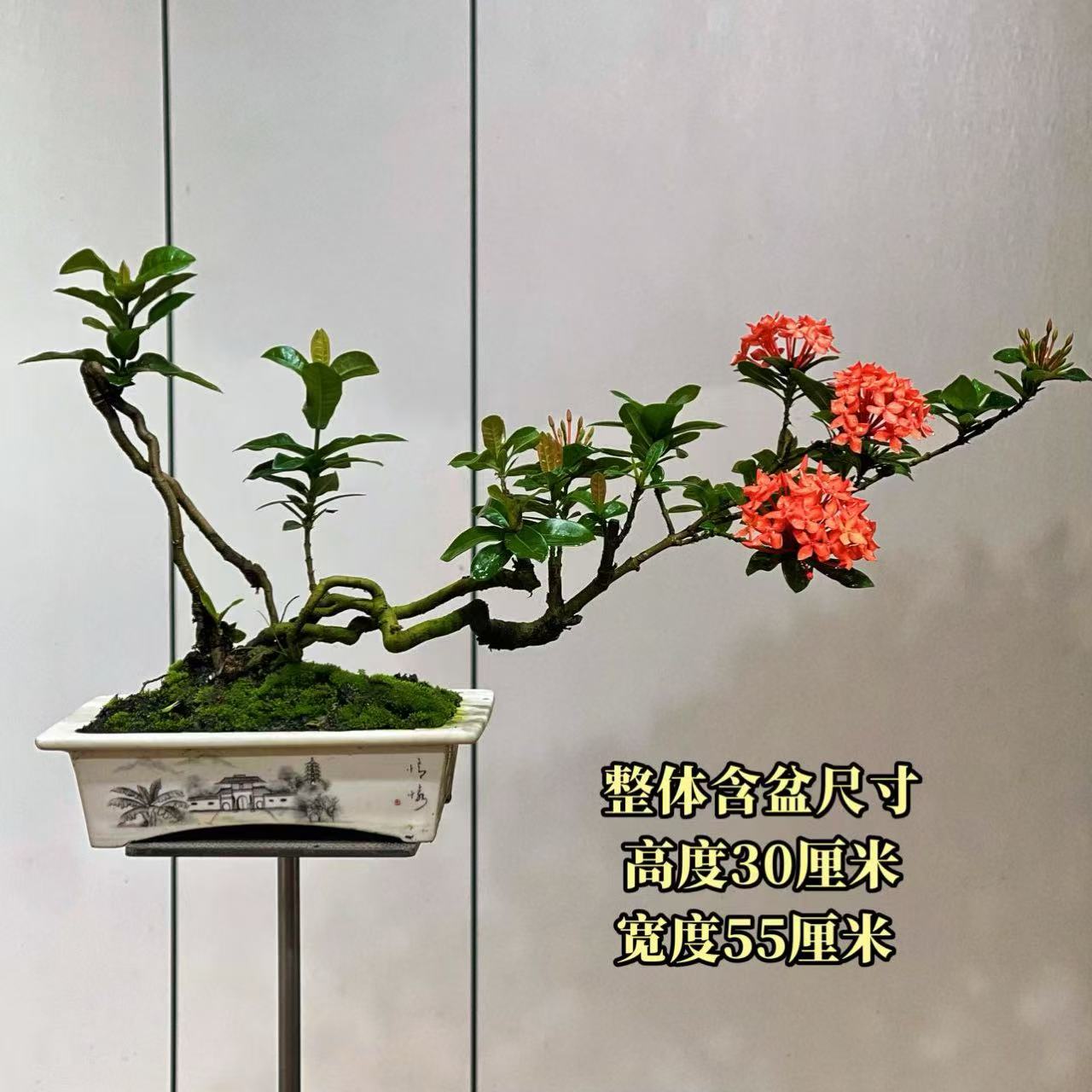 【叶胜园艺】精品小叶龙船花功夫桩盆景