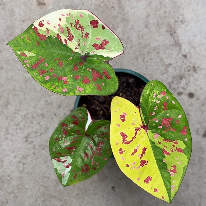 14-1204龟仙岛福利广东现货